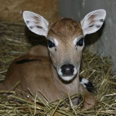 zoo-usti-nad-labem-antilopa-indicka-mlade