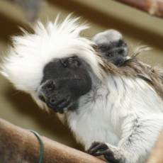 zoo-usti-tamarin-pinci