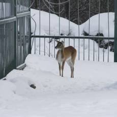 zoo-usti-nad-labem-mlade-africka-antilopa