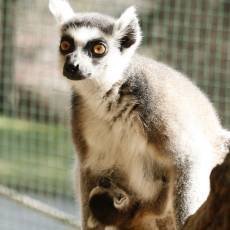 zoo-usti-nad-labem-mlade-lemur-kata-
