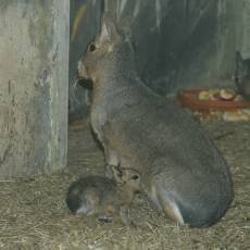 zoo-usti-nad-labem-mlade-mara-stepni