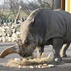 zoo-usti-nad-labem-nosorozec-tuponosy