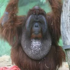 zoo-usti-nad-labem-nunak zoo-usti-nad-labem-nunak