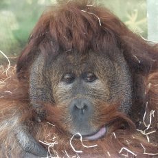 Pondl 6. ervence bude v steck zoo patit orangutanm