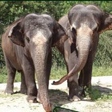 zoo-usti-slonice