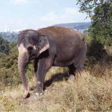 zoo-usti-slonice-delhi