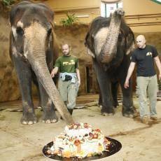 zoo-usti-slonice-kala-25-let