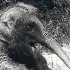 zoo-usti-slonice-kala