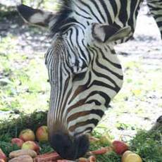 Zebra Blanka z steck zoo oslavila kulatiny
