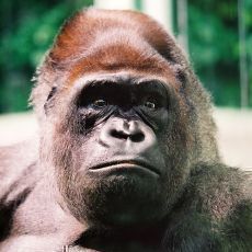 ZOO Zlín - Gorila Judita oslaví 45. narozeniny