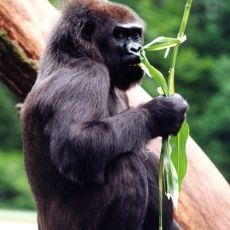 ZOO Zlín - Gorila Judita oslaví 45. narozeniny