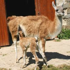 Mal lama guanaco