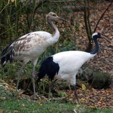 zoo-zlin-mlade-jeraba-mandzuskeho