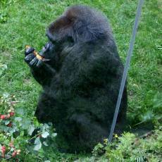 ZOO Zln: Goril samice Judita oslavila 45. narozeniny