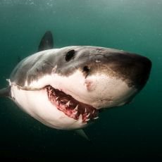 elisti a ralo hostina na Prima ZOOM