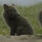 Lum�k � mal� gigant severu na Prima ZOOM