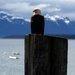 Americk nrodn parky - Aljaka: Nrodn park Glacier Bay