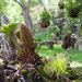 Mezinárodní výstavu bonsají si v trojské botanické zahradě můžete nově prohlédnout i v noci