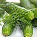 Nrodn poklad  recept na Bzeneck okurky