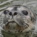 Tuleni se zastaví i v Česku