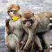ZOO Dn