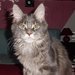 Mainsk mval koka (Maine Coon)