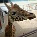 ZOO Svatý Kopeček u Olomouce