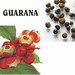 Guarana omezuje pocity hladu, oddaluje strnut a zmruje bolest