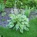 Hosta  krlovna stinnch zahrad