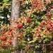 Jeabiny - ideln podzimn ovoce