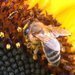 Včely mají 20. května svůj den