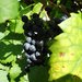 I tady jsme byli - Morava vinask