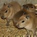 Čtyřčata největších hlodavců posledními mláďaty loňského roku v Zoo Jihlava