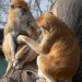 Zoo Ohrada má mládě kočkodana