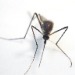 25. dubna Svtov den malrie