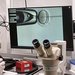 Spermiogram jako zrcadlo musk plodnosti