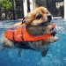 Odborník radí: jak naučit psa plavat
