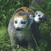 Lemur korunkat je vzcnm prstkem pro ZOO Ostrava