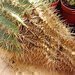Přesazování, množení a škůdci kaktusů