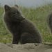 Lum�k � mal� gigant severu na Prima ZOOM