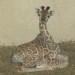 Křest mláděte žirafy Rothschildovy v Zoo Praha
