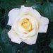 Růže - královna zahrady