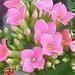 Kalanchoe  vdn rostlinka do suchch byt