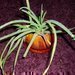 Aloe vera - lka v kvtini
