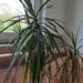 Dracena. PS: Hledm domov.