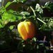 Paprika habanero