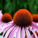 Echinacea, jeden ze zzranch prodnch lk