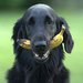 Zpestete psovi stravu borvkami i jahodami. Kter ovoce je pro chlupe nevhodn?