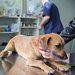 Proč je očkování u psů nutností
