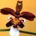 Pstujeme orchideje V. - Oncidium